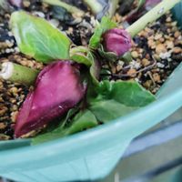 クリスマスローズ,クリスマスローズ ウィンターヴィーナス,花のある暮らし,花が好き,我が家のお花の画像