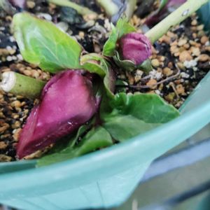 クリスマスローズ,クリスマスローズ ウィンターヴィーナス,花のある暮らし,花が好き,我が家のお花の画像