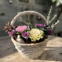 葉牡丹,コプロスマ,葉牡丹 ヴィンテージ・ベイン,葉牡丹 ファルダノエル,ハボタン　さくらホイップの画像