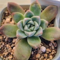 エケベリア,桃太郎,アルバビューティー,ドッドシャンペーンの画像