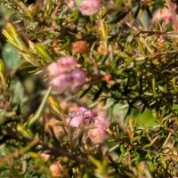 エリカ,クリスマスかわいい,ジャノメ エリカ,お花のある暮らしの画像