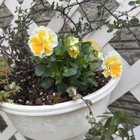 アリッサム,ビオラ,ビオラ,ビオラ　エッグタルト,とき乙女 ビオラの画像