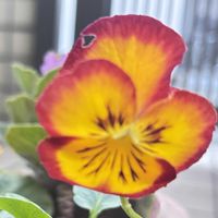 キンギョソウ,プリムラ,ビオラ,ビオラ,プリムラ マラコイデスの画像