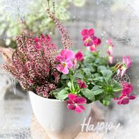 カルーナ　ガーデン・ガールズ,寄せ植え,クリスマス月間,一般ジーの会♪,つなぐ、つながるの画像