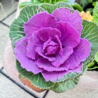 プリムラ,プリムラ,プリムラ,葉牡丹,紫色！の画像