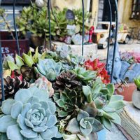 多肉植物,多肉寄せ植え,ガーデン,マイガーデン,今日の一枚の画像