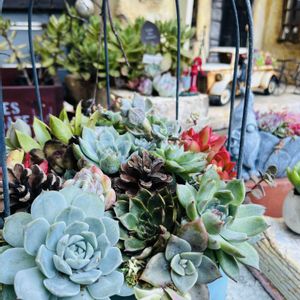 多肉植物,多肉寄せ植え,ガーデン,マイガーデン,今日の一枚の画像