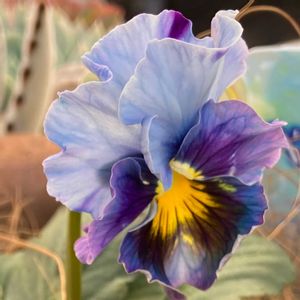 神戸べっぴんさんビオラ,寄せ植え,青い花,元気に育ててますよ,テラスの画像