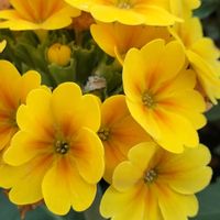 プリムラの画像