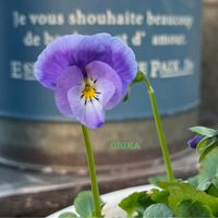 パンジー・ビオラ,パンジー・ビオラ,ビオラ,ビオラ,ビオラ・パンジーの画像