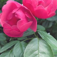 バラ,干し柿,頂き物,バラと夢CLUB,金曜ローズショーの画像