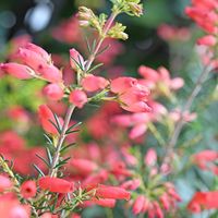 エリカ,マクロレンズ,お出かけ先にて,ミラーレス一眼,大阪ステーションシティの画像