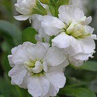 ストック,マクロレンズ,お出かけ先にて,ミラーレス一眼,大阪ステーションシティの画像