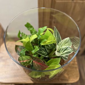 アグラオネマ,ポトスライム,コルジリネ,アスプレニウム エメラルドウェーブ,フィロデンドロン・バーキンの画像