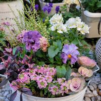 ネメシア,カルーナ,ローブ・ドゥ・アントワネット,アリッサム シェリ,金魚草ブランルージュの画像