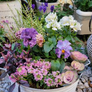 ネメシア,カルーナ,ローブ・ドゥ・アントワネット,アリッサム シェリ,金魚草ブランルージュの画像