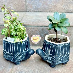 この木なんの木,マルバシャリンバイ,マルバシャリンバイ,へデラ ジェティー,アイビー　ジェティーの画像