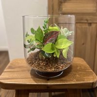 アグラオネマ,ポトスライム,コルジリネ,アスプレニウム エメラルドウェーブ,フィロデンドロン・バーキンの画像