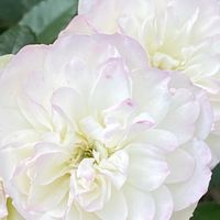 バラ,バラ,バラ,iphone11の画像