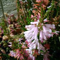 銀杏,イチョウ,エリカ クリスマスパレード,エリカ クリスマスパレード,エリカ クリスマスパレードの画像