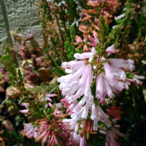 銀杏,イチョウ,エリカ クリスマスパレード,エリカ クリスマスパレード,エリカ クリスマスパレードの画像