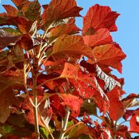ユキヤナギ,紅葉のカシワバアジサイ,紅葉のカシワバアジサイ,ユキヤナギ✨紅葉した葉,ブルーベリーの紅葉。の画像