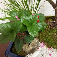 ヤブコウジの画像