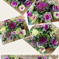 ハボタン,葉牡丹,寄せ植え,鉢植え,アブラナ科の画像