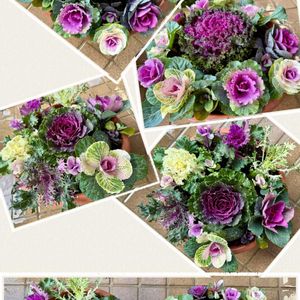 ハボタン,葉牡丹,寄せ植え,鉢植え,アブラナ科の画像