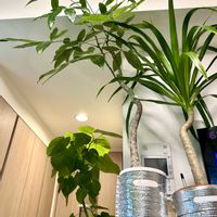 ドラセナ,パキラ,ウンベラータ,フィカス　ウンベラータ,フィカスの画像