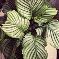 カラテア,カラテア・オルビフォリア,カルテア オルビフォリア,観葉植物,熱帯植物の画像