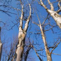 ナツツバキ,樹木,植栽,落葉高木の画像