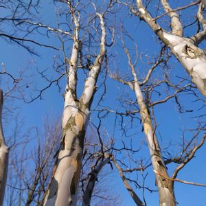 ナツツバキ,樹木,植栽,落葉高木の画像