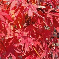 モミジ,ハゼ,植中毒,植物マニア,お出かけ先の画像