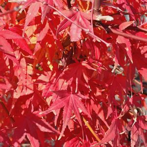 モミジ,ハゼ,植中毒,植物マニア,お出かけ先の画像