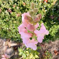 キンギョソウ,キンギョソウ,散歩の写真の画像