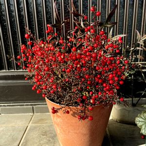 南天(なんてん),南天(なんてん),玄関の画像