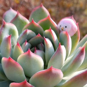 多肉植物,多肉寄せ植え,多肉植物のある暮らし,多肉を楽しむ,フクロウ祭りの画像