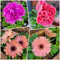 アネモネ,アネモネ,アリッサム,アリッサム,ストックの画像