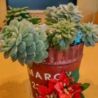 多肉植物,多肉寄せ植え,多肉男子の画像
