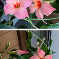 ポインセチア,マンリョウ,クライミングサンパラソル,ユーミンの日,金曜日の蕾たちの画像