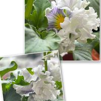 パンジー,ミニバラ,ビオラ,いつもありがとうございます♡(ᴗ̤ .̮ ᴗ̤ )₎₎の画像