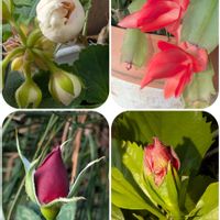 シャコバサボテン,ゼラニウム,ハイビスカス,ミ二バラ,寒さに負けないの画像