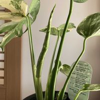 モンステラ,斑入りモンステラ,南国植物,モンステラ タイコンステレーション,リビング・ダイニングの画像