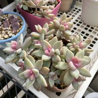 桜牡丹,多肉植物,葉挿し,多肉大好き,可愛いの画像