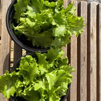 レタス,レタス,チマサンチュ,チマサンチュ,サニーレタスの画像