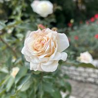 バラ,お出かけの画像