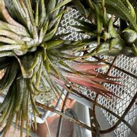 チランジア,イオナンタ,エアプランツの画像