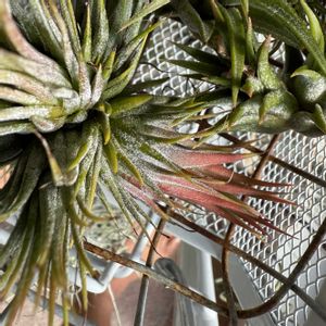 チランジア,イオナンタ,エアプランツの画像