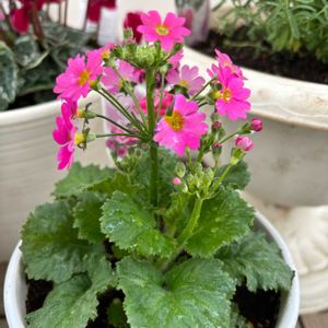 古都さくら,ユリオプス デージー,はなかんざしのつぼみ,寄せ植え,可愛いの画像